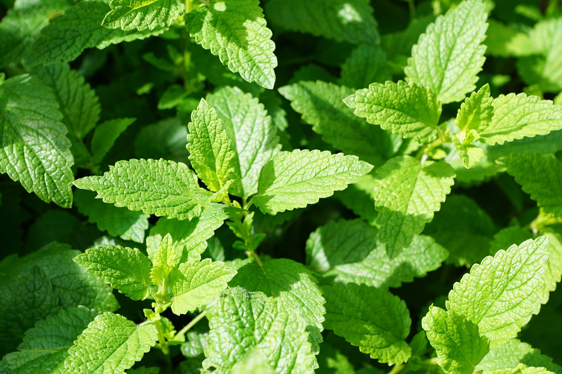 mint-planting-growing-harvesting.jpg