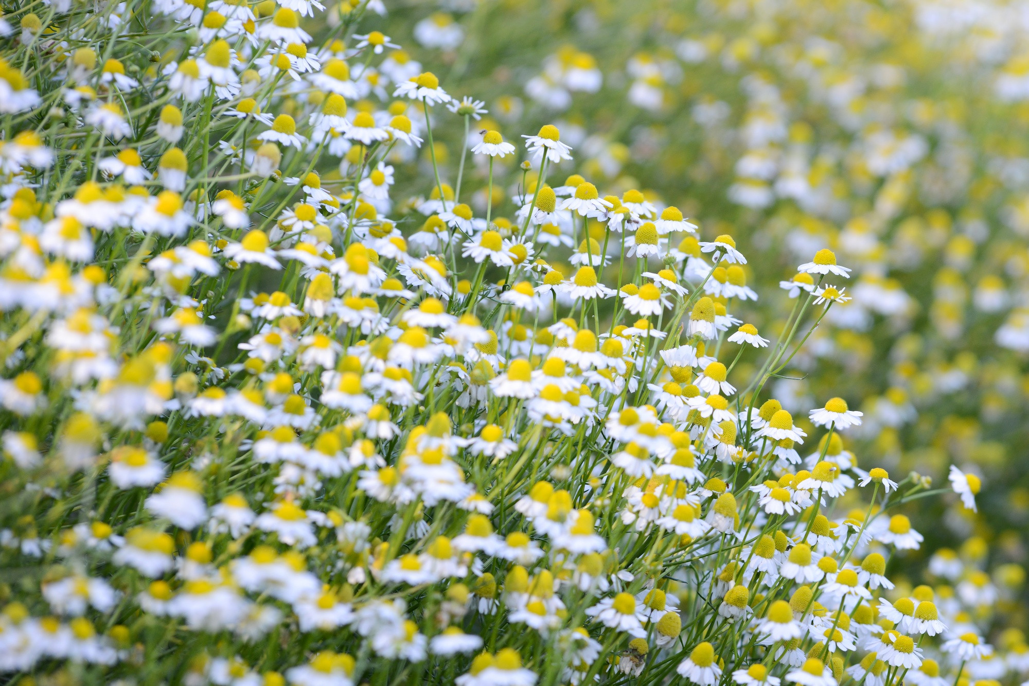 organic_german_chamomile.jpg